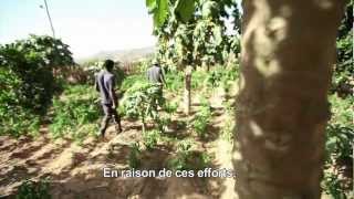 Lessor des filets de protection sociale en Afrique [upl. by Alduino487]