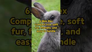 The Best Rabbit Breeds Top 10 [upl. by Isaac332]