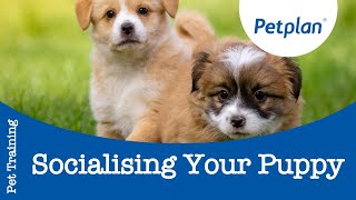 3 Skills You NEED To Teach Your Puppy BEFORE Socializing [upl. by Madriene]