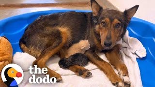 2Legged Dog Has The Cutest Reaction To His Foster Puppies  The Dodo [upl. by Ddahc]