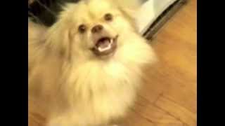 Tibetan Spaniel Barking to Sounds [upl. by Nnednarb]