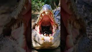 Crocodile hires new dental cleaning team  shortvideo wildlife ai chicken crocodile cute [upl. by Bostow]