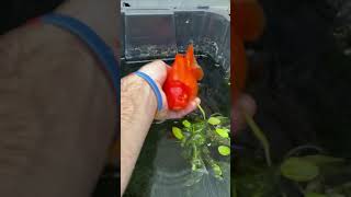 Day 31 Viola Update Egg Bound Bloated Goldfish [upl. by Nnek]