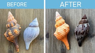 Best way to safely clean seashells And its economical too [upl. by Ipoillak]