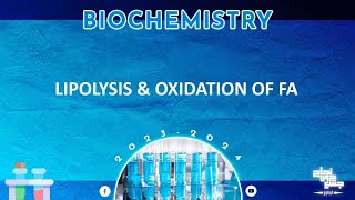 Revision of L1920  Lipolysis and fatty acid oxidation 12  Biochemistry [upl. by Miquela]