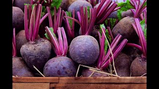 Making Beet Root powder with our Harvest Right Freeze Dryer more superfood on the Homestead [upl. by Drucie]