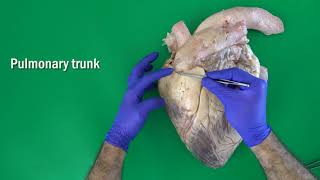 Anatomy of the Bovine Heart Valves of the Heart [upl. by Eila]