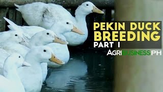 Pekin Duck Breeding Part 1  Pekin Duck Breeding in the Philippines  Agribusiness Philippines [upl. by Ahsienet664]