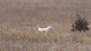 English Setter Training  Berg Brothers Setters 14 week old pup [upl. by Panta]