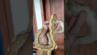 BEAUTIFUL RETICULATED PYTHON THE CARAMEL shorts [upl. by Ytirehc]