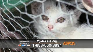 ASPCA Commercial Extremely Sad [upl. by Ahsal440]