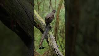 Lyrebird 3 birds wildlife birdsong [upl. by Lessur]