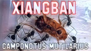 🐜 Camponotus mutilarius XIANGBAN amp Shelfordella lateralis Karaczan turecki [upl. by Evette]