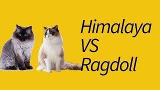 Perbedaan Kucing Himalaya dan Ragdoll—Kucing yang Sering Tertukar [upl. by Mailliw]