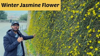 All about Jasminum nudiflorum or Winter Jasmine  How to take care of Jasminum nudiflorum [upl. by Navada]