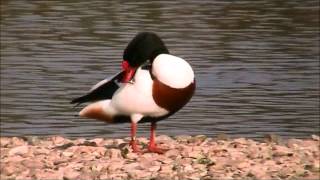 Common Shelduck [upl. by Tonkin16]