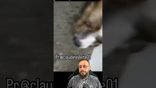 Pitbull mansinho e vira latas brabo Vídeo de HUMOR ANIMAL com o Biólogo Henrique [upl. by Tingey299]