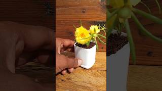 Lets grow Portulaca in waste bottle garden ideas garden shortvideo viralvideo [upl. by Darice162]