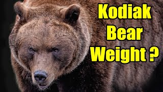 How Much Do Kodiak Bears Weigh – Kodiak Bear Size  Kodiak Bear Weight [upl. by Treulich]