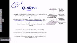 Colony PCR [upl. by Kciredorb]