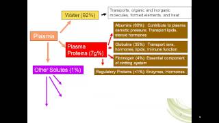 erythropoiesis part 1 [upl. by Lain]