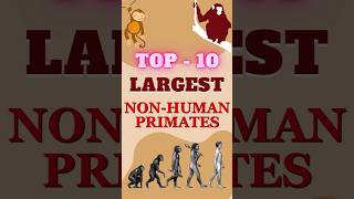 Largest Non Human Primates in the World  Top 10 primates animalkingdom [upl. by Lyman]