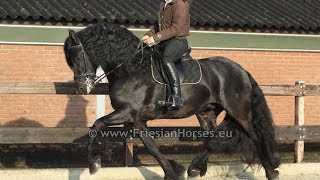 Friesian dressage STAR and Show stallion named Gauwe beautiful horse [upl. by Erin94]