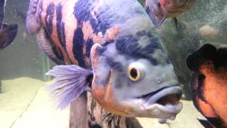 Glassbanging giant oscar cichlid XXXL EXTREME [upl. by Haimes215]