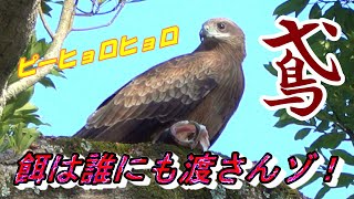 トビ（鳶･トンビ）の鳴き声  Jaapanese Black Kite quotTobiquot call sound 🦅 [upl. by Annij]