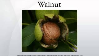 Walnut [upl. by Utham]