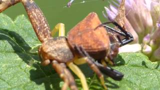 Pistius Crab Spiders in Love ガザミグモ♀♂（蜘蛛）の交接 [upl. by Yruy]