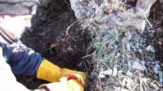 Collecting a Huge Yamadori Hawthorn for Bonsai off the Mountain [upl. by Nyla]