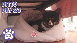 Ditto Day 23  Feral Cat Recovery StrongID Dewormer For Cats  S4 E169  Cat Videos [upl. by Bigg]