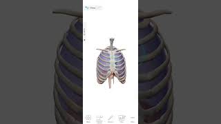 Rib cage animation [upl. by Ailimac]