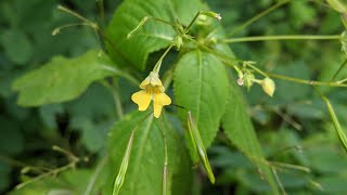 Розривтрава дрібноквіткова Impatiens parviflora DC [upl. by Yessydo]