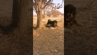 Tibetan Mastiff vs Wolf Dominance in Action shorts [upl. by Nywde]