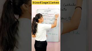 Dinoflagellates  class11th biology  Kingdom Protista short neet neetbiology biology [upl. by Beitnes]