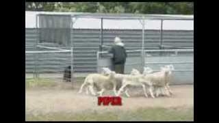 Online Training on How to Teach a Dog to Unpen Livestock for ALL Herding Breeds  UNPENNING SHEEP [upl. by Redle789]