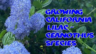 Growing California Lilac  Ceanothus [upl. by Nial]