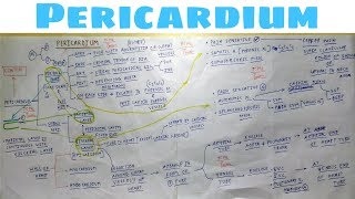 Pericardium  Part 3  Nerve supply  development Content  The Charsi of Medical Literature  TCML [upl. by Suravat835]