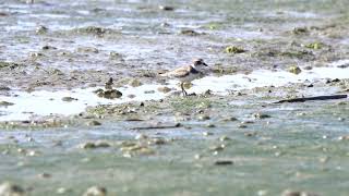 Eight minutes of piping plover [upl. by Anitnerolf]