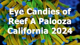 Eye candies of ReefAPalooza California 2024 [upl. by Mobley]