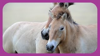 Przewalskis Horse Last Surviving Wild Horse Subspecies [upl. by Seel]