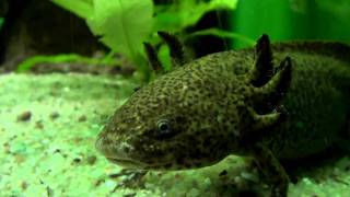 Axolotl Ambystoma mexicanum Larve Lurch Amphibia Kiemen Schwanzlurch Molch Metamorphose [upl. by Marjory]