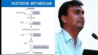 Histidine metabolism and related disorders  Hisidinemia  Biochemistry [upl. by Anavoig]