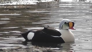 My birding trip to Svalbard Spitsbergen and Lapland [upl. by Aynekal]