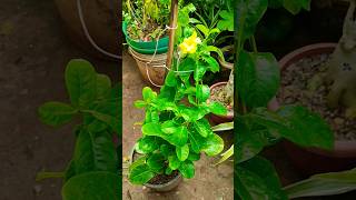 allamanda flower  allamanda plant care [upl. by Vidda844]