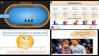 Antibacterial Antibiotics General Review beta lactams protein inhibitors and quinolones [upl. by Dodwell]