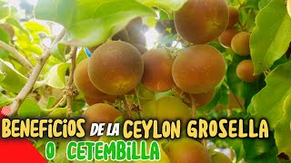 Dovyalis Hebercarpa La Superfruta para tu Bienestar – Ketembilla 🌿DOSIS CON LAURA [upl. by Madaras122]