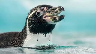 Facts About Humboldt Penguin [upl. by Tips]